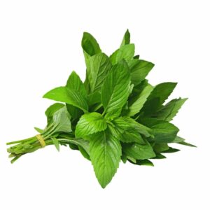 Menthe (botte)