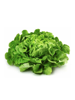 Salade Feuille de chêne blonde