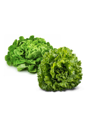 Salade duo Batavia / Feuille de chêne