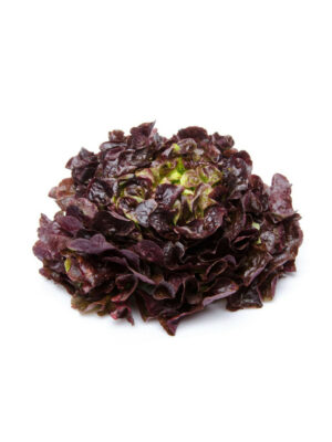 Salade Feuille de chêne rouge