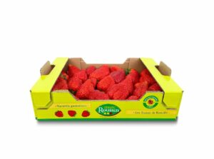 Fraises Charlotte (plateau 1kg)
