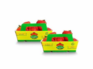 Fraises Charlotte (500g)
