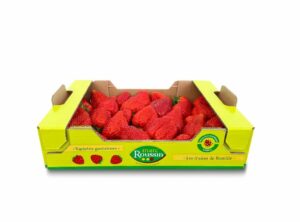 Fraises Favori (plateau 1kg)