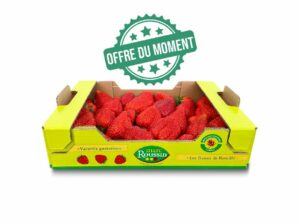 Fraises (plateau 1kg) - PROMO